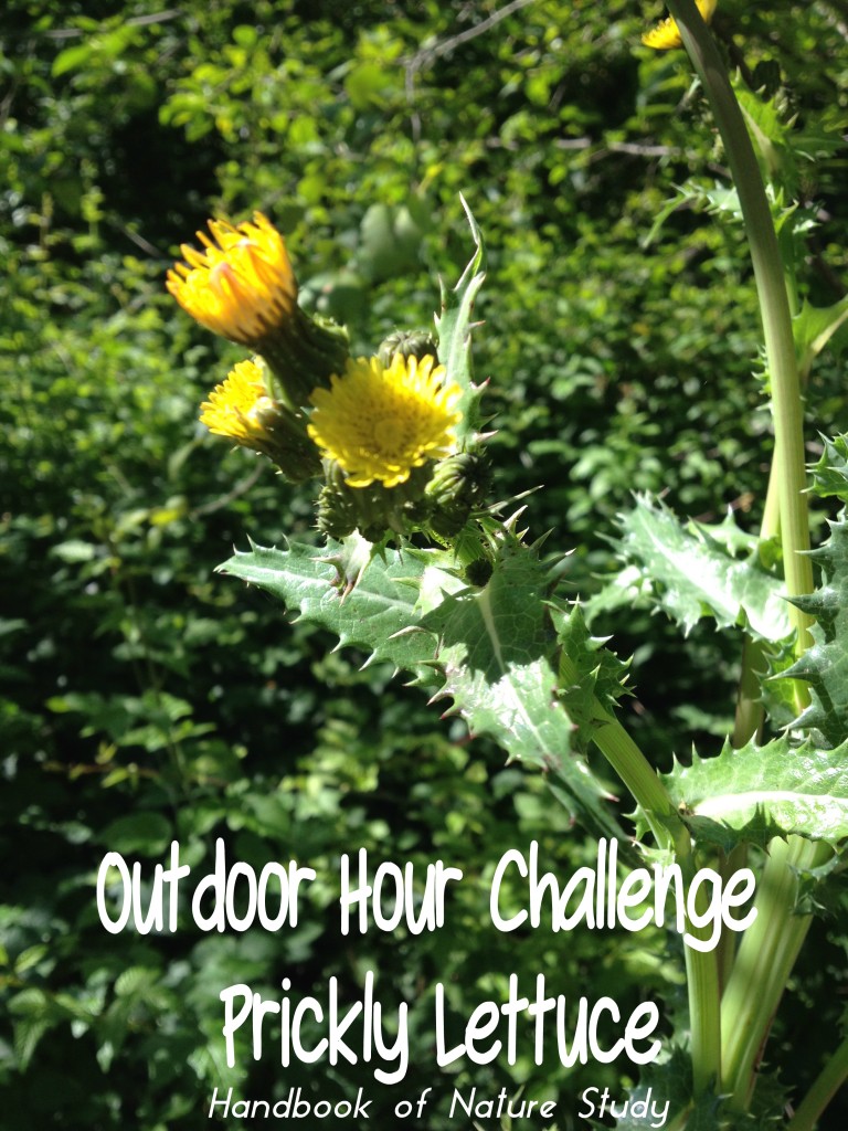 Outdoor Hour Challenge Prickly Lettuce @handbookofnaturestudy