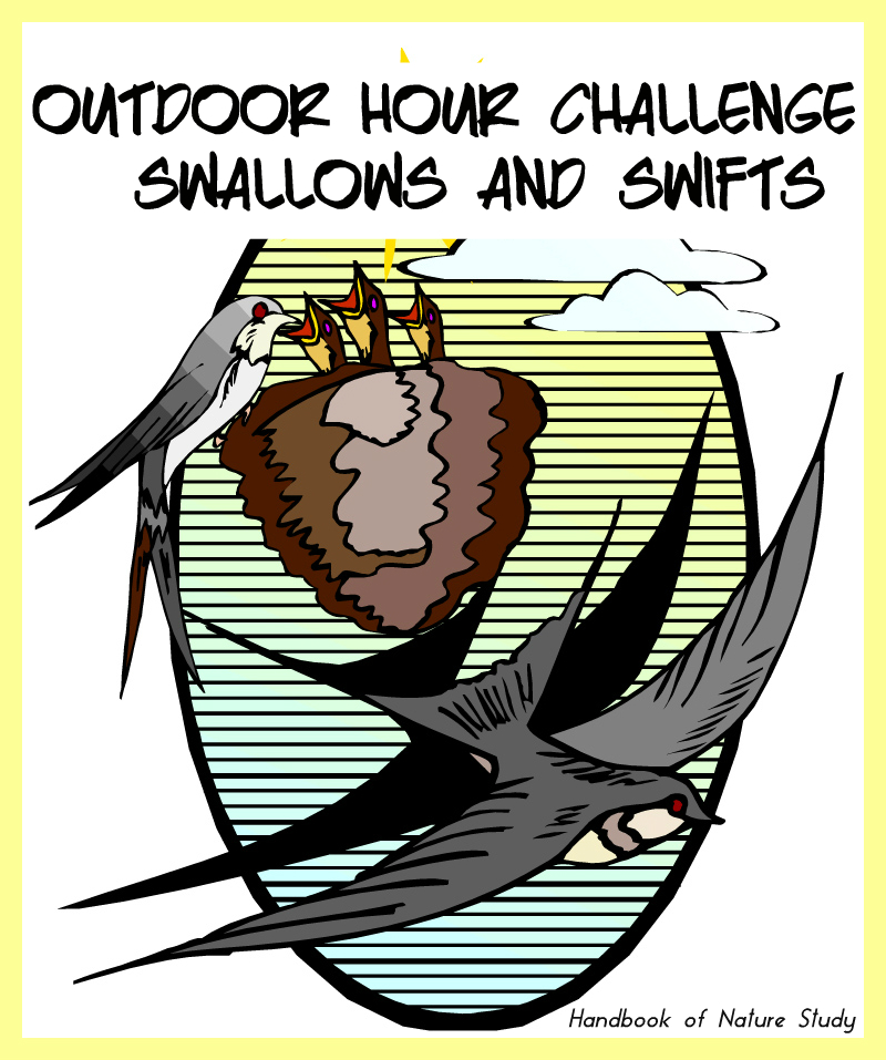 Outdoor Hour Challenge Swallows and Swifts @handbookofnaturestudy