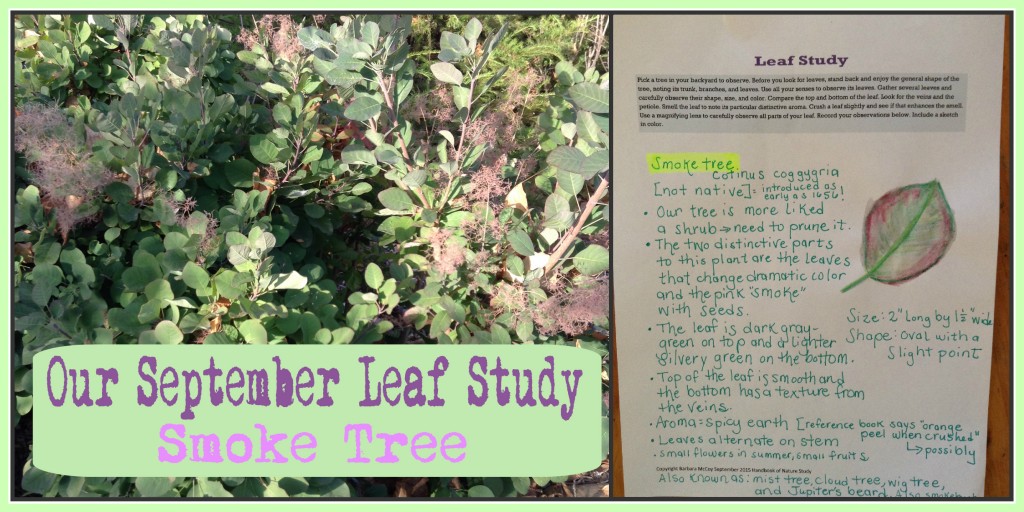 September Leaf Study Smoke Tree using the Handbook of Nature Study Newsletter