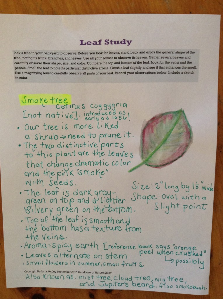 Smoke Tree Leaf Study using the Handbook of Nature Study (1)