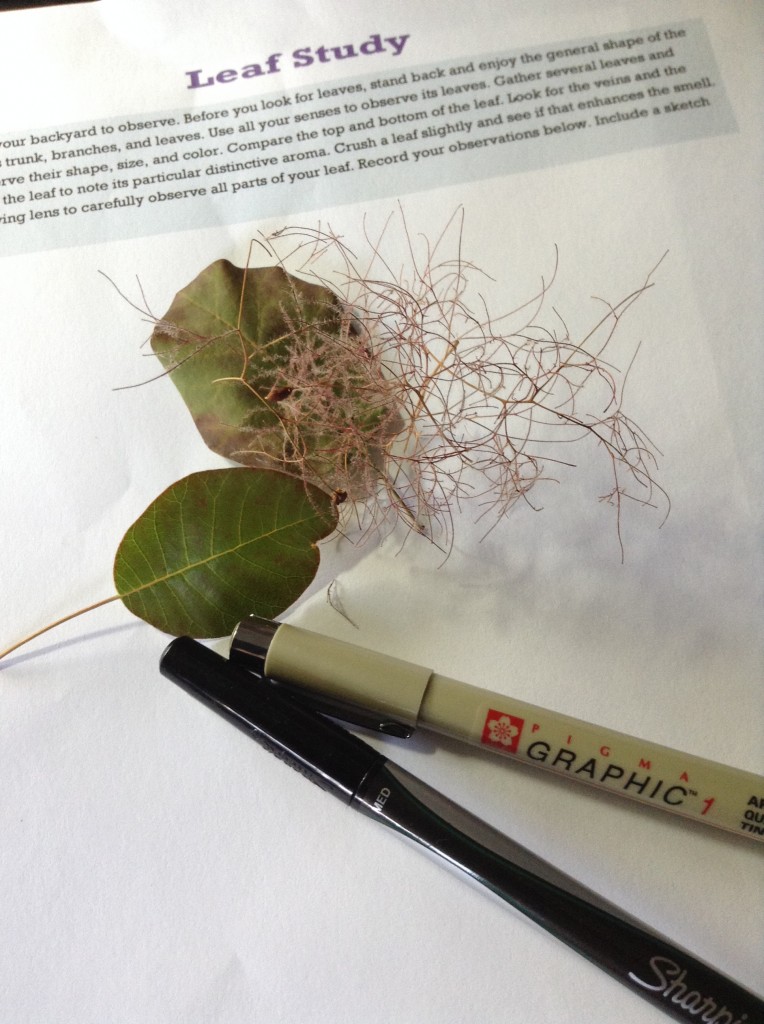 Smoke Tree Leaf Study using the Handbook of Nature Study (5)