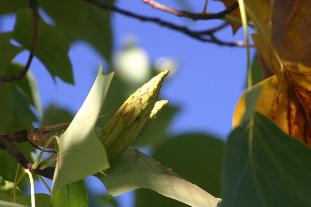 Tulip poplar tree sepember 2015 leaf study newsletter (1)
