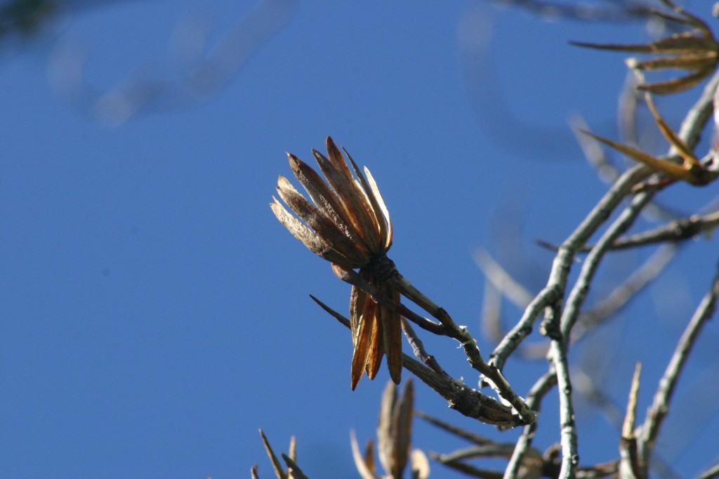 Tulip poplar tree sepember 2015 leaf study newsletter (5)