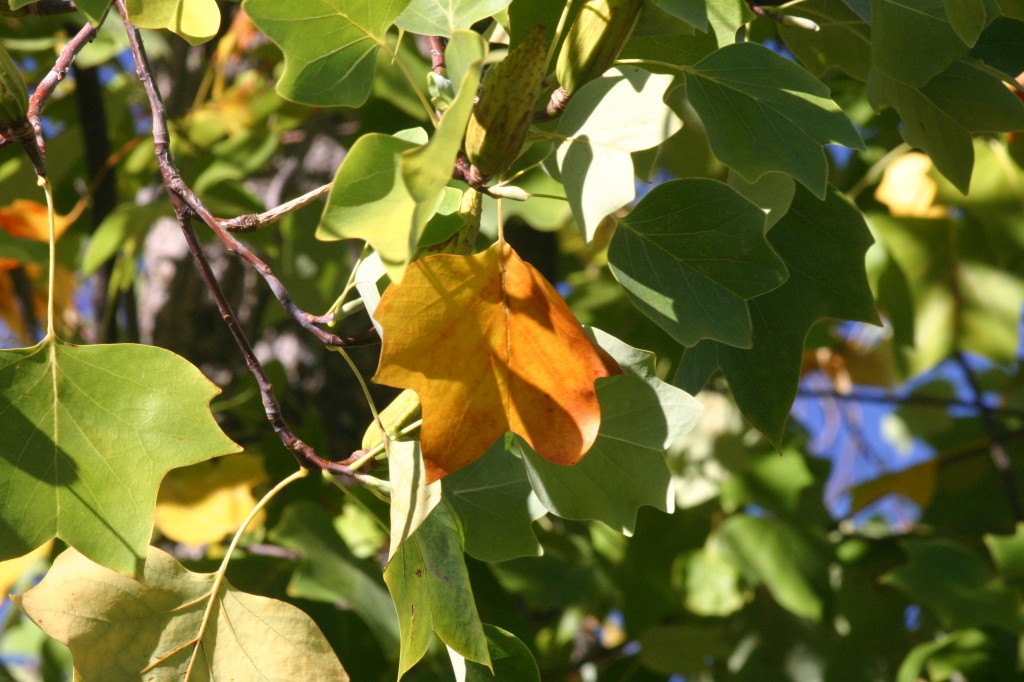 Tulip poplar tree sepember 2015 leaf study newsletter (6)