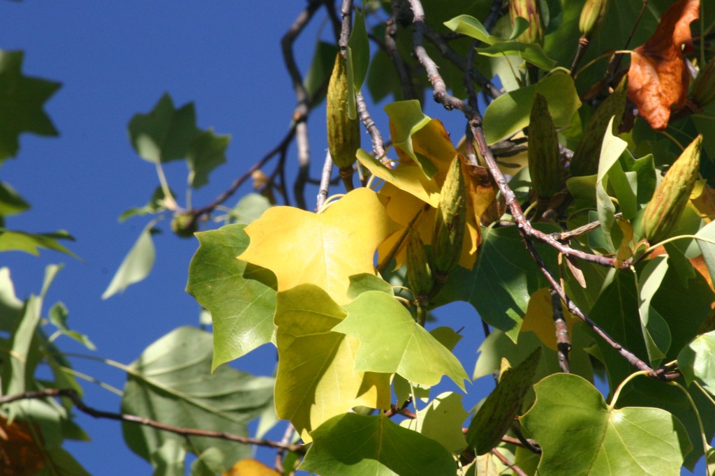 Tulip poplar tree sepember 2015 leaf study newsletter (7)