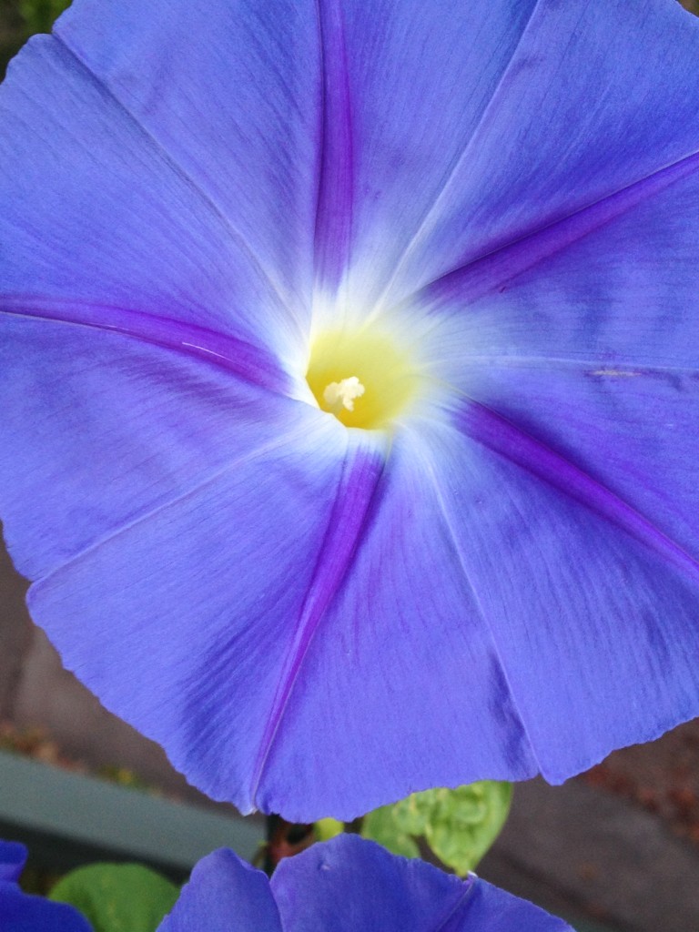 morning glory renees aug 2015 (1)