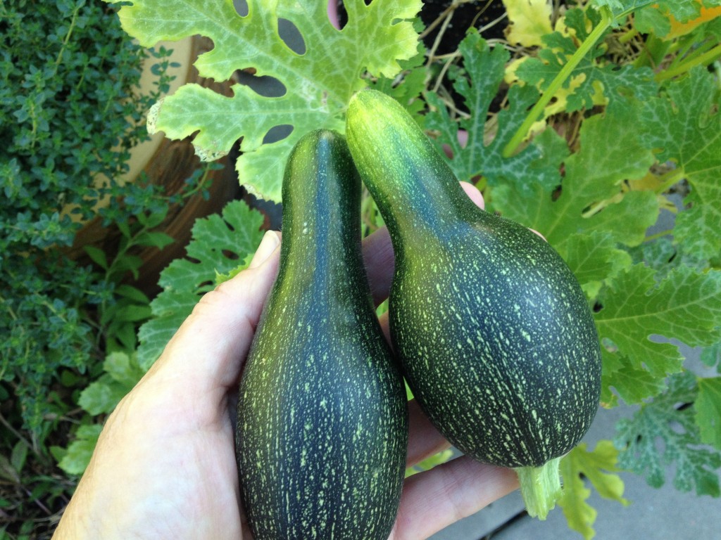 zucchini renees 2 