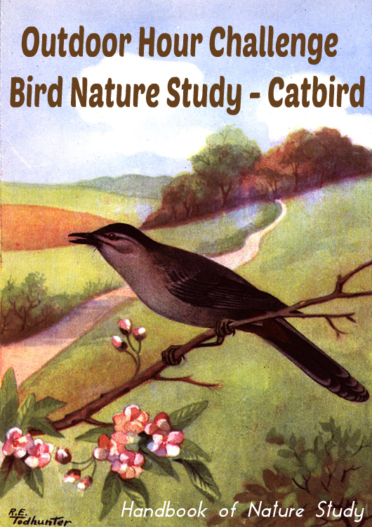 Outdoor Hour Challenge Bird Nature Study Catbird @handbookofnaturestudy
