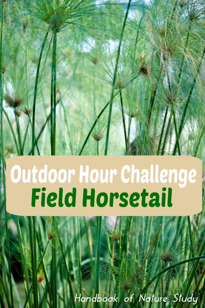 Outdoor Hour Challenge Field Horsetail @handbookofnaturestudy