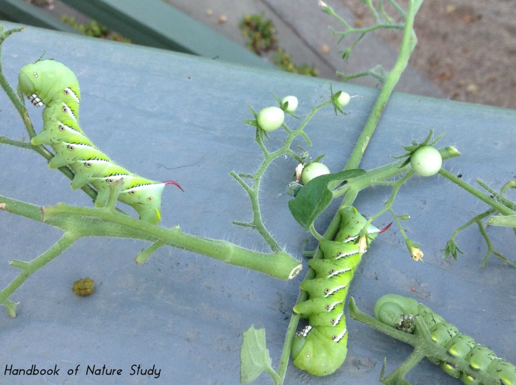 Tomato Hornworms September 2015 @handbookofnaturestudy