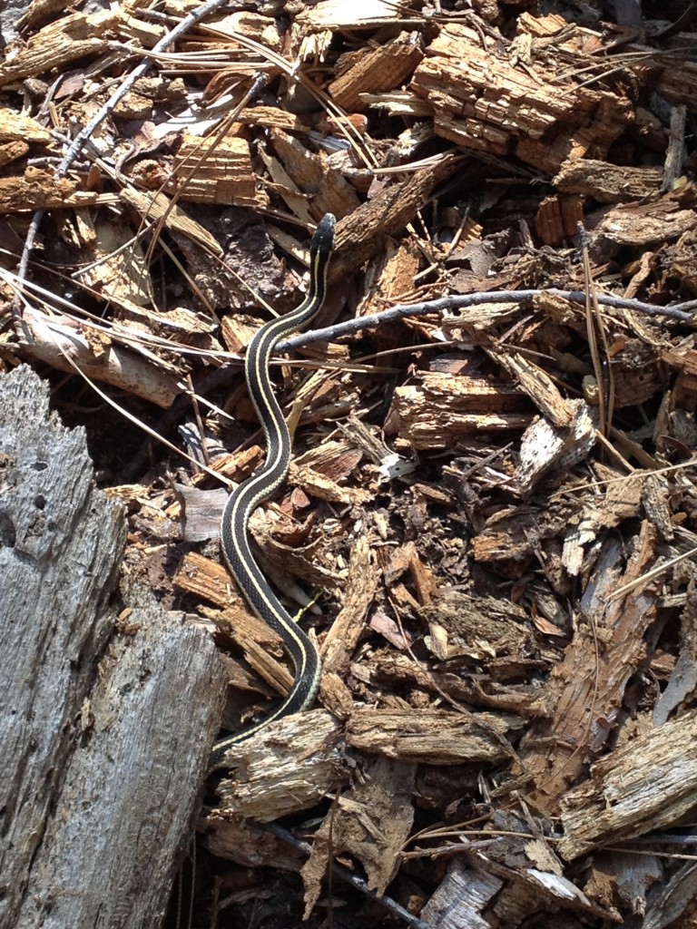 sugar Pine Point aug 2015 (35) garter snake