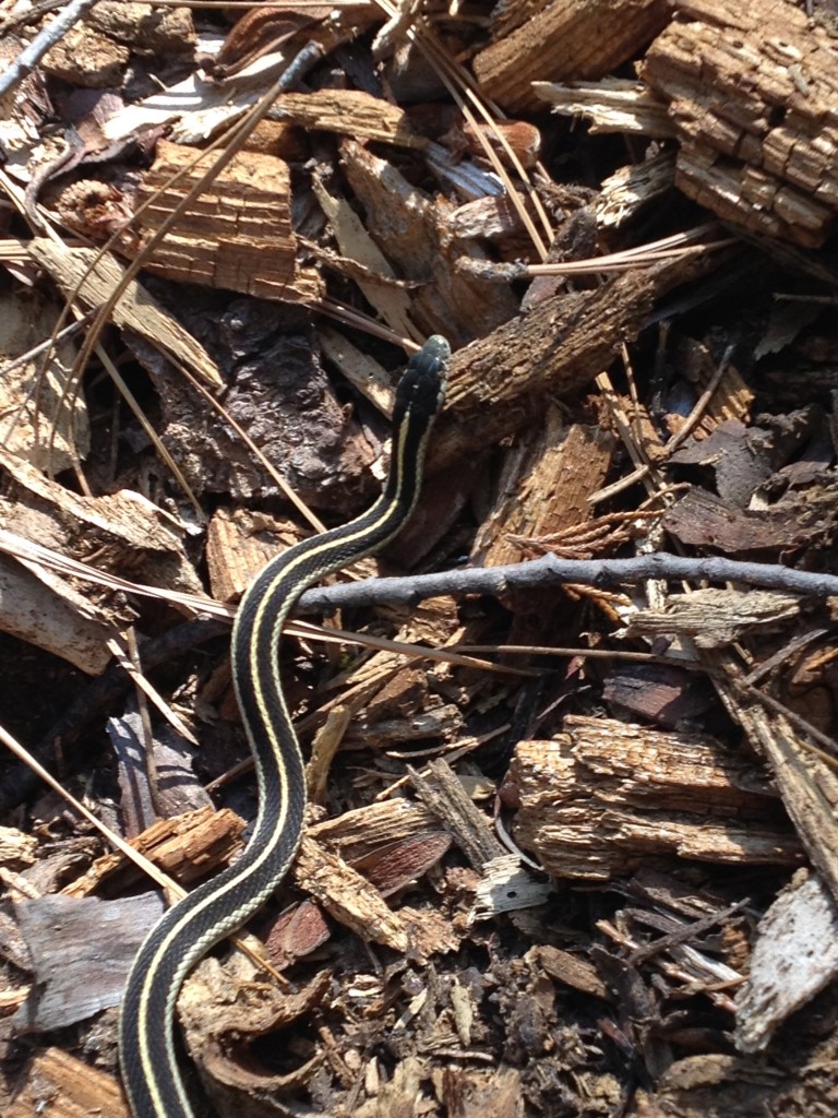 sugar Pine Point aug 2015 (38) garter snake