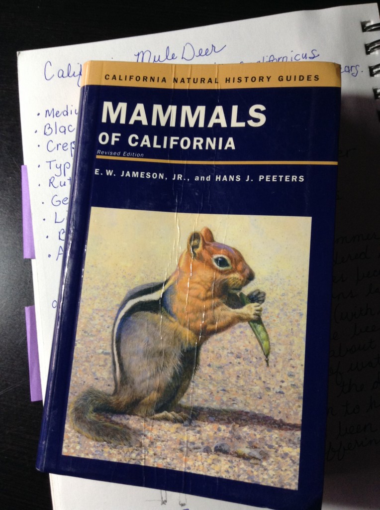 Mammal study @handbookofnaturestudy nature journal deer (2)