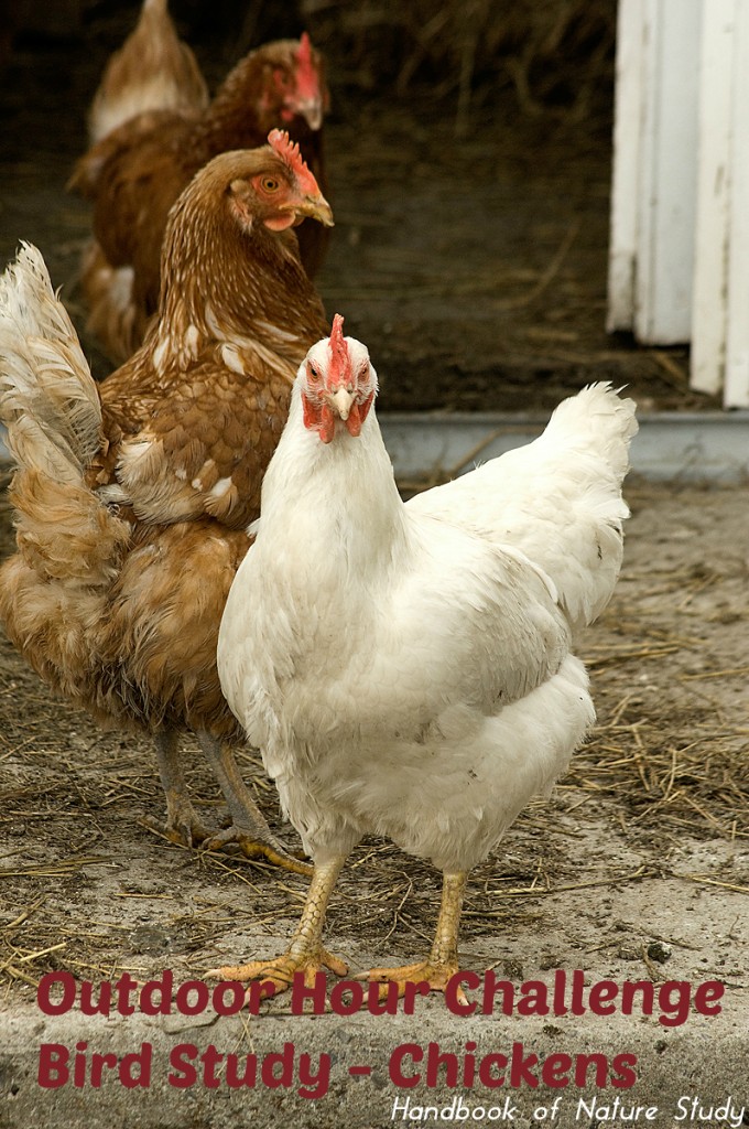 Outdoor Hour Challenge Bird Study Chickens @handbookofnaturestudy