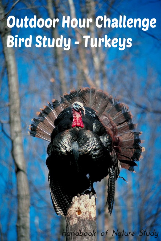 Outdoor Hour Challenge Bird Study Turkeys @handbookofnaturestudy