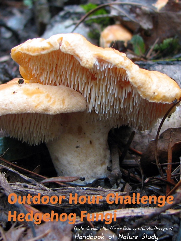 Outdoor Hour Challenge Hedgehog Fungi @handbookofnaturestudy