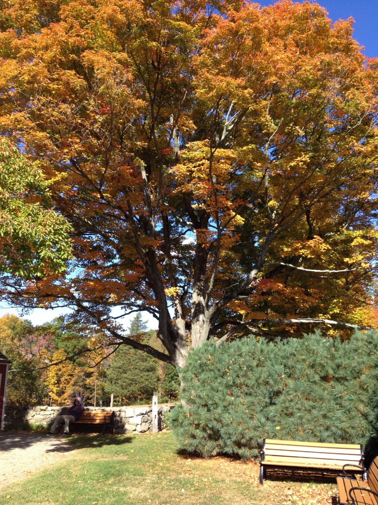 Weir Farm National Historic Site Connecticut  (6)