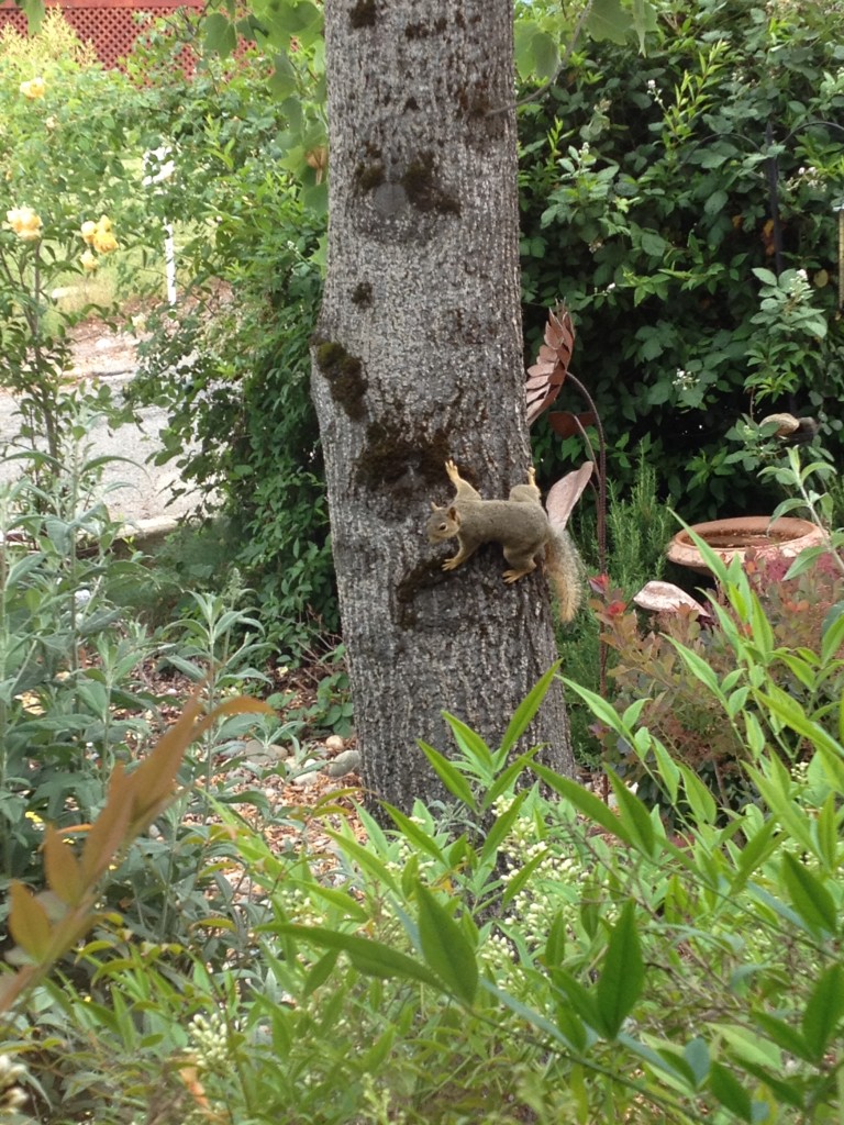 Fox Squirrel 