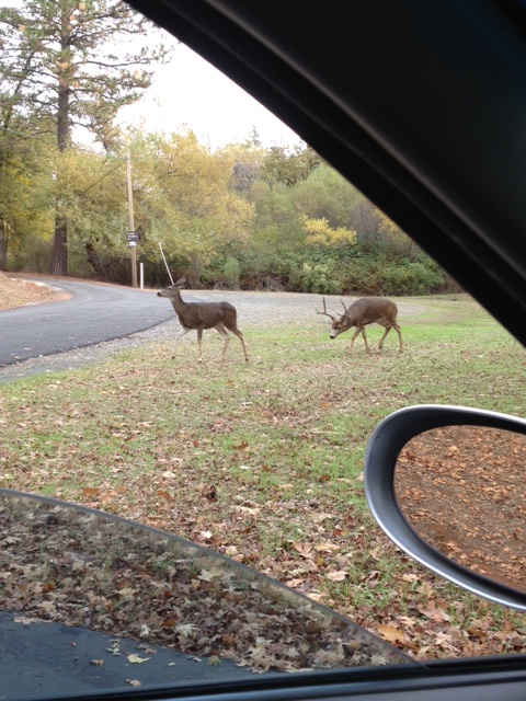deer pair buck mammal november 2015 (1)