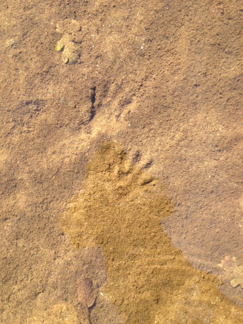 mammal tracks (2) raccoons