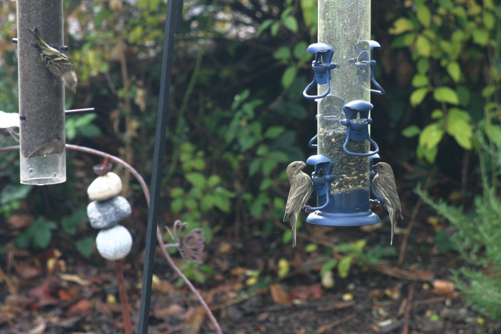 Finches in Feeder December 2015