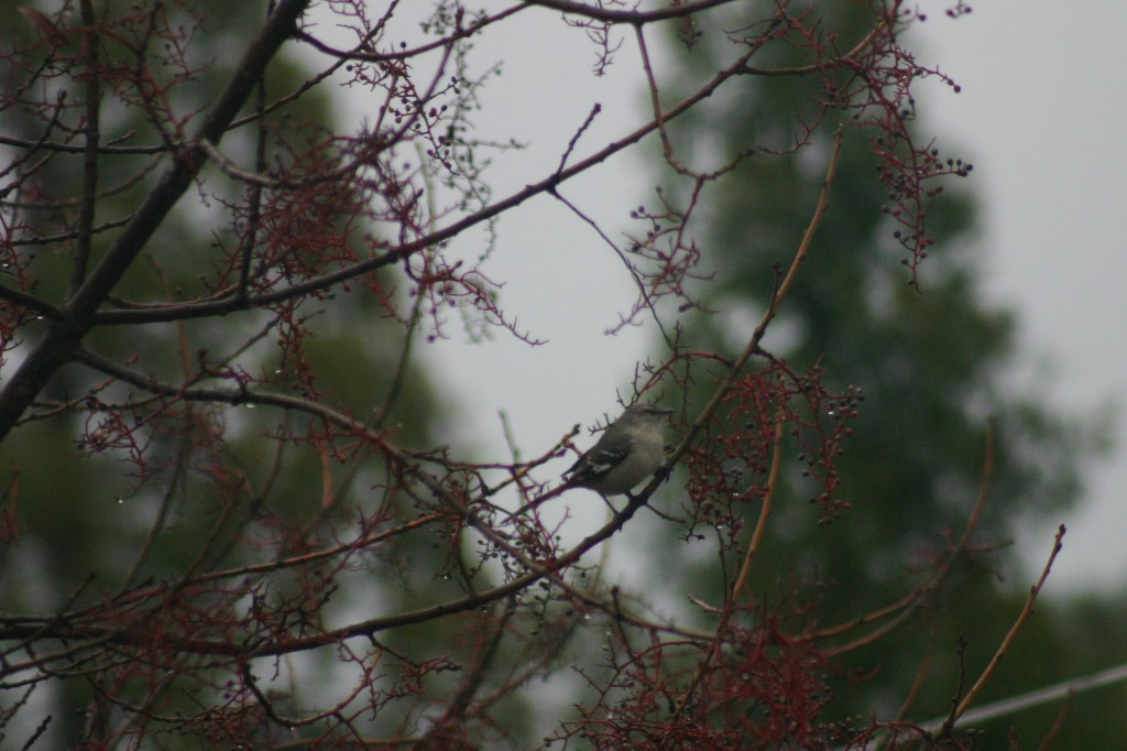 Mockingbird Dece 2015
