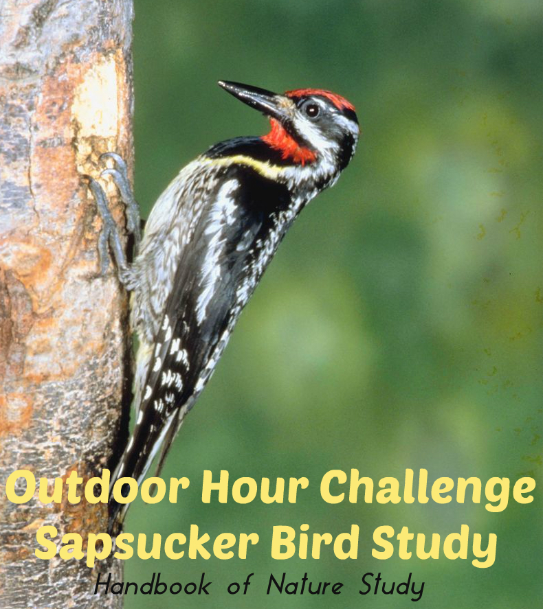 Outdoor Hour Challenge Sapsucker Bird Study @handbookofnaturestudy
