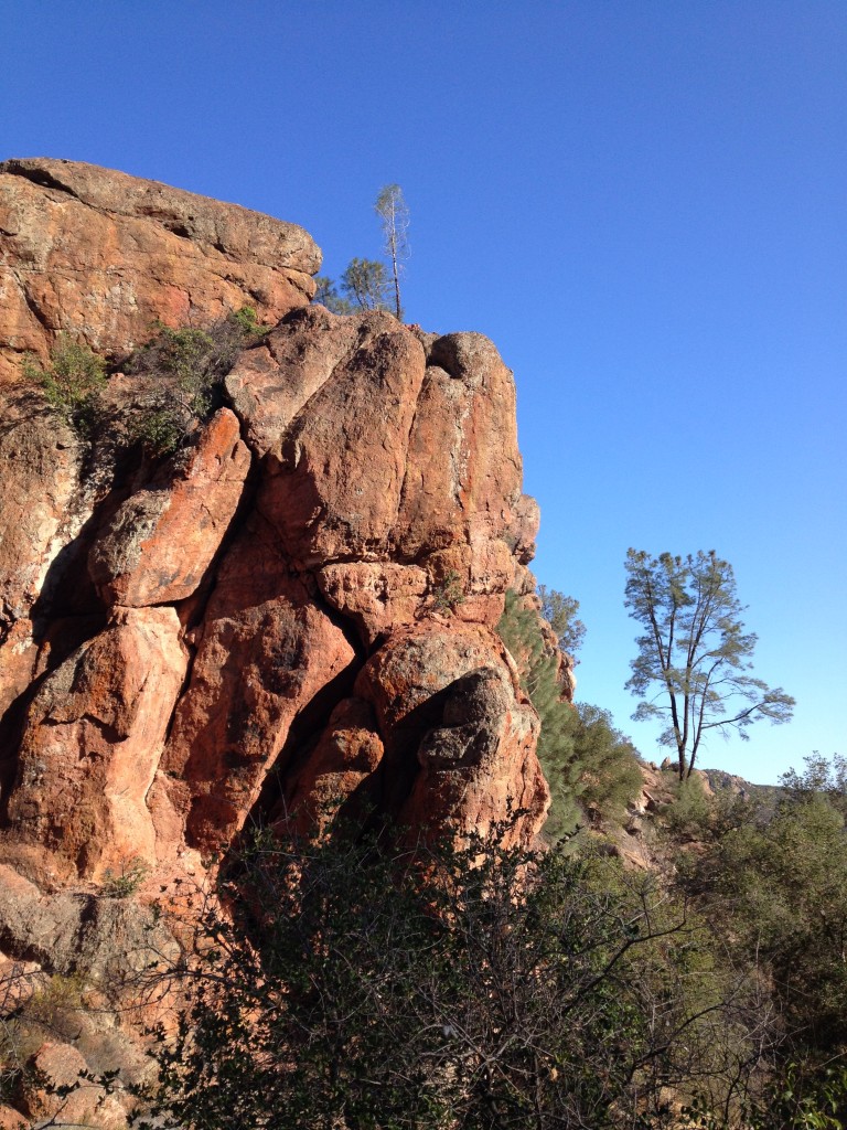 Pinnacles National Park tree on top