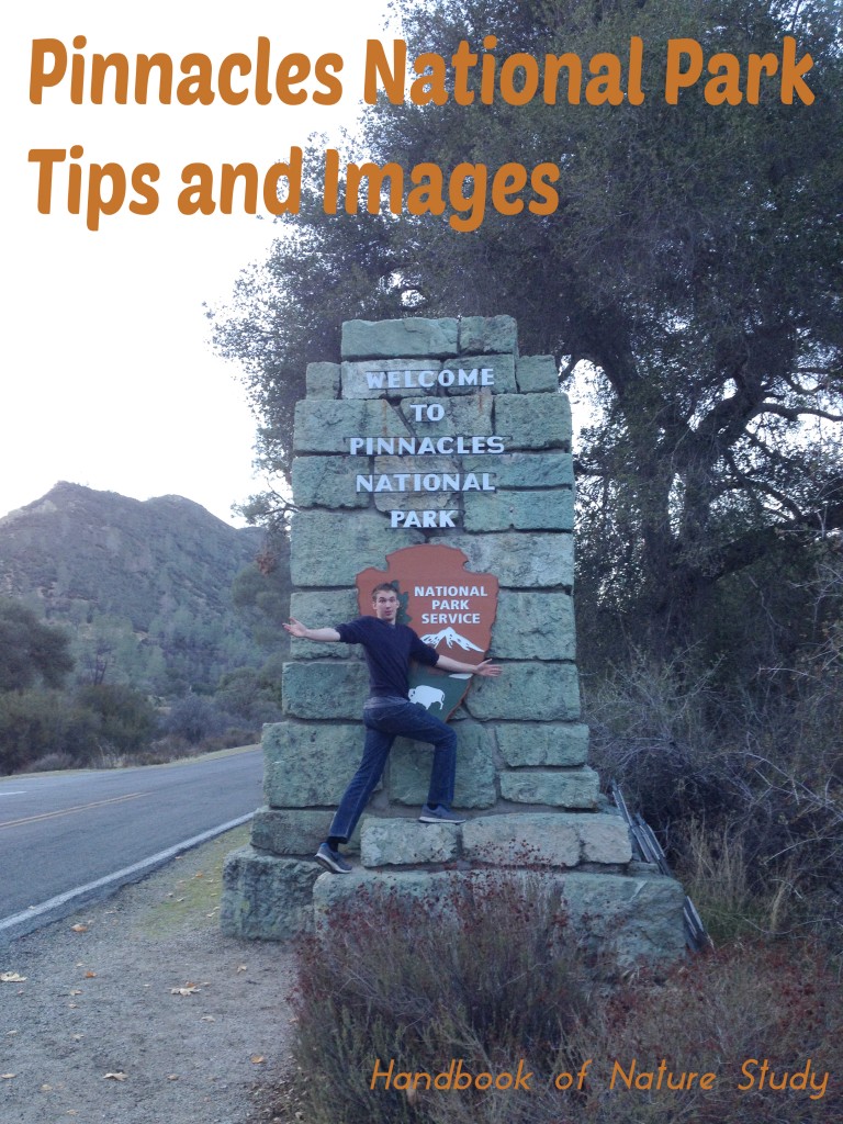 Pinnacles National Park Tips and Images @handbookofnaturestudy