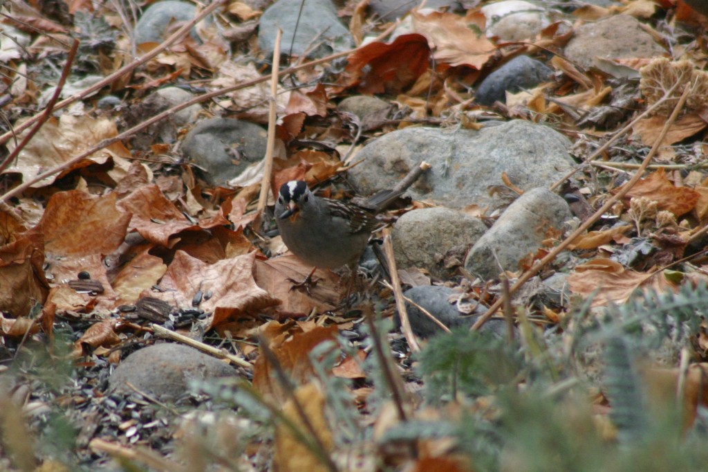 White Crowned Sparrow December 2015
