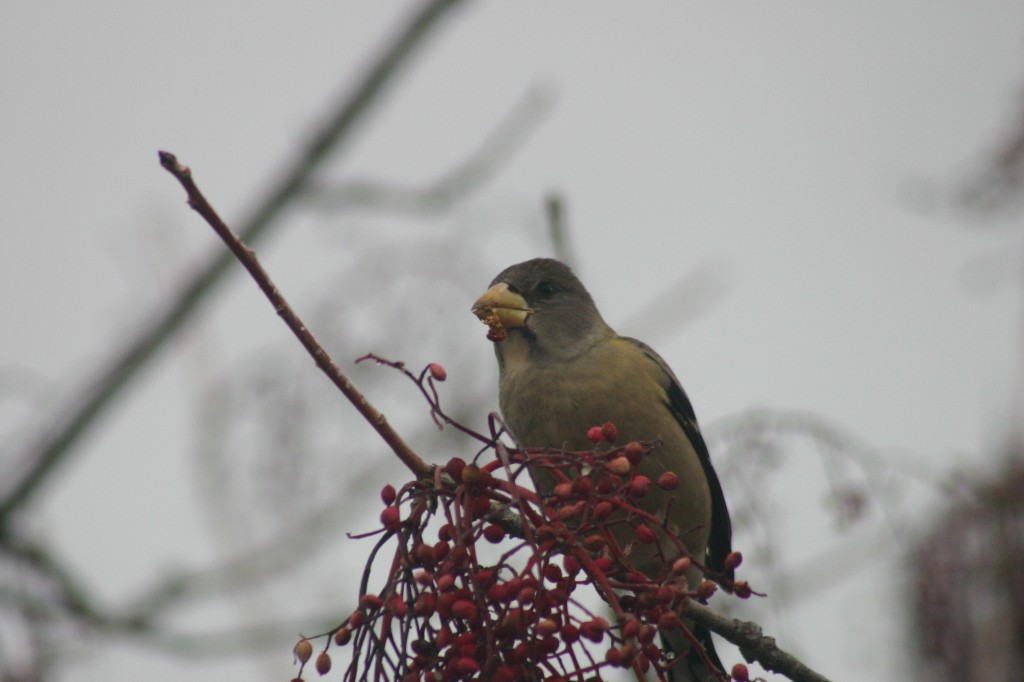 evening grosbeak  pistache tree (11)