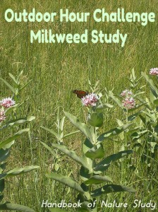 Outdoor Hour Challenge Milkweed Study @handbookofnaturestudy