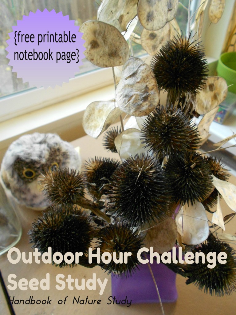 Outdoor Hour Challenge Seed Nature Study @handbookofnaturestud