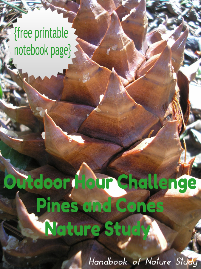 Pine Tree and Cone Nature Study @handbookofnaturestudy