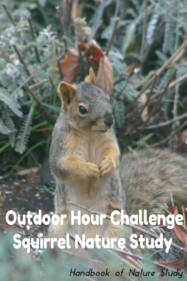 Squirrel Nature Study @handbookofnaturestudy