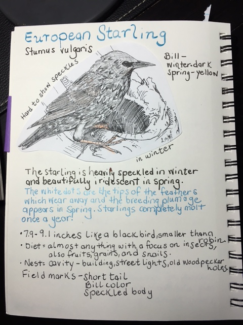 Starling Bird Study Nature Journal @handbookofnaturestudy
