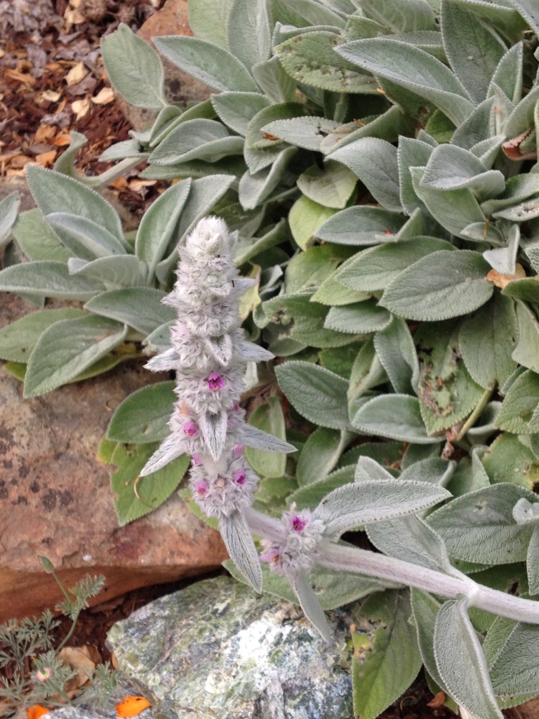 May Lamb's Ear Flower