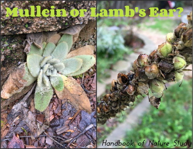 Mullein or Lambs Ear @handbookofnaturestudy