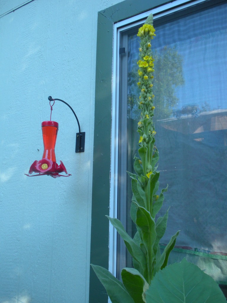 Mullein summer flower