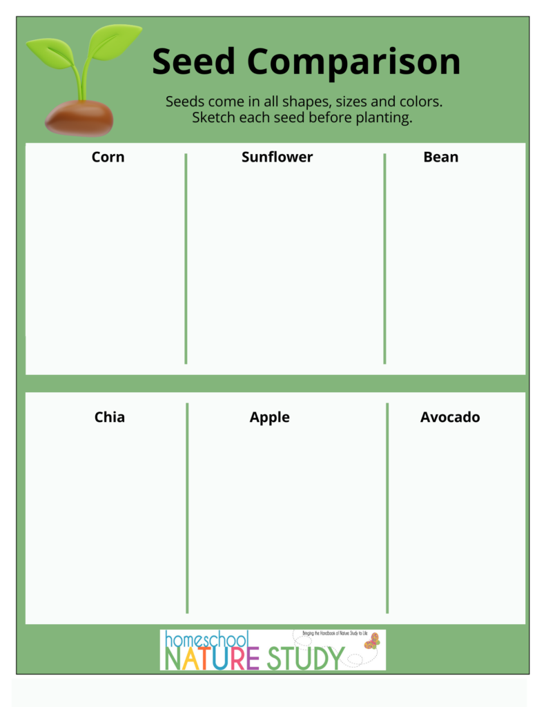 seed comparison worksheet
