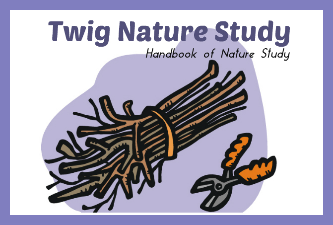 Twig Nature Study @handbookofnaturestudy