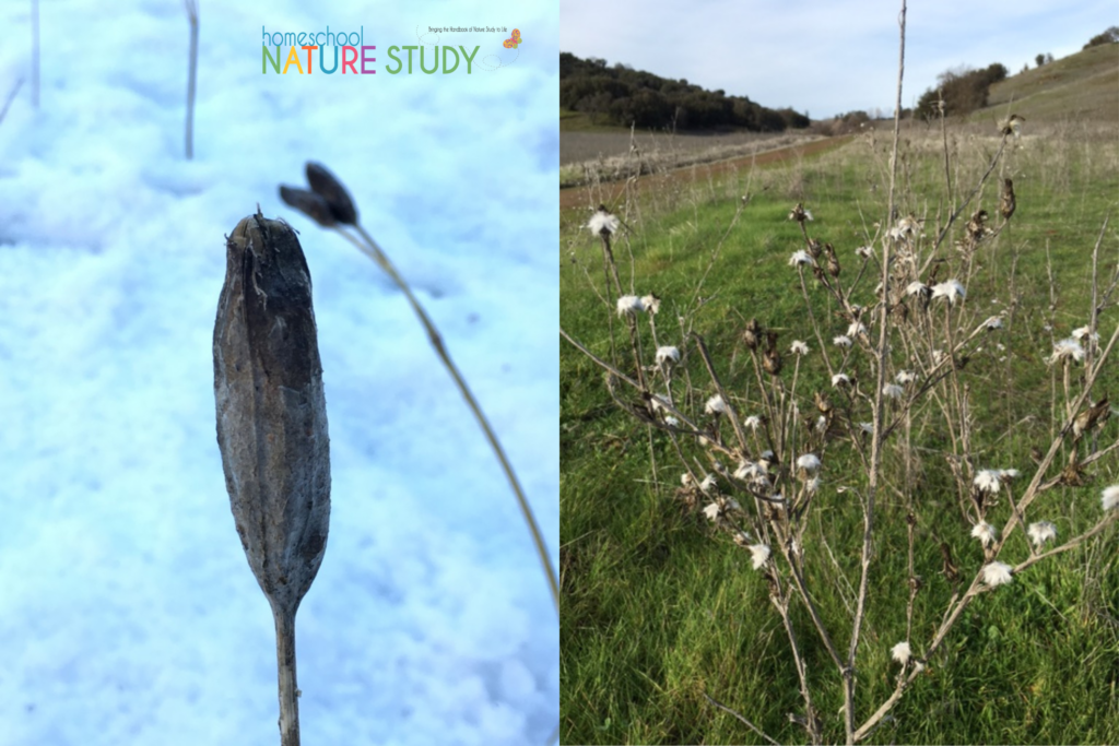 Find Winter Weeds and Seeds on your next nature walk. Homeschool Nature Study Members can print the Seeds Comparison Worksheet.