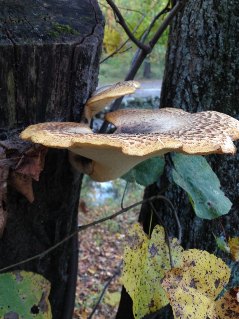 Fungus New Jersey (1)
