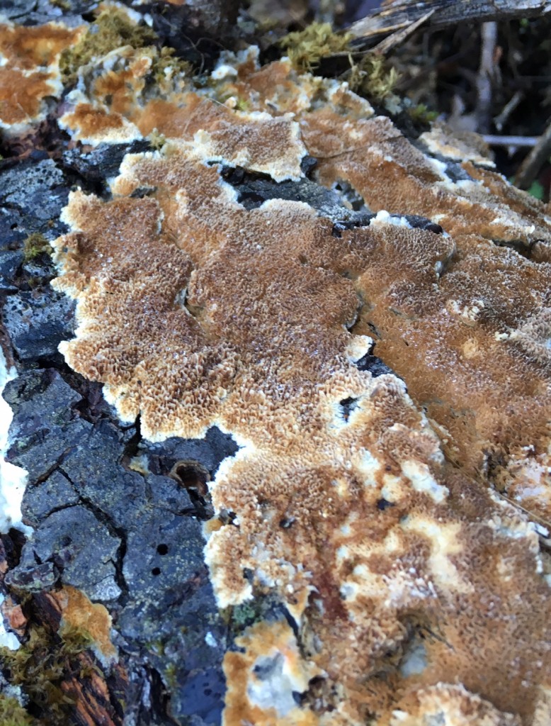 Fungus Red Shack