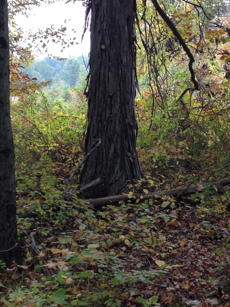 Great Swamp New Jersey Oct 2015 (4)