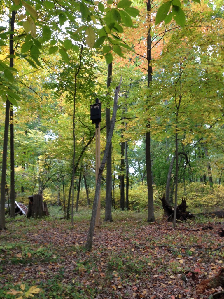 Great Swamp New Jersey Oct 2015 (6)