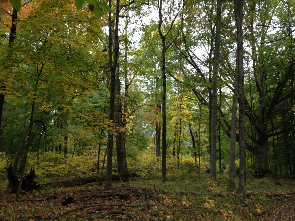 Great Swamp New Jersey Oct 2015 (7)