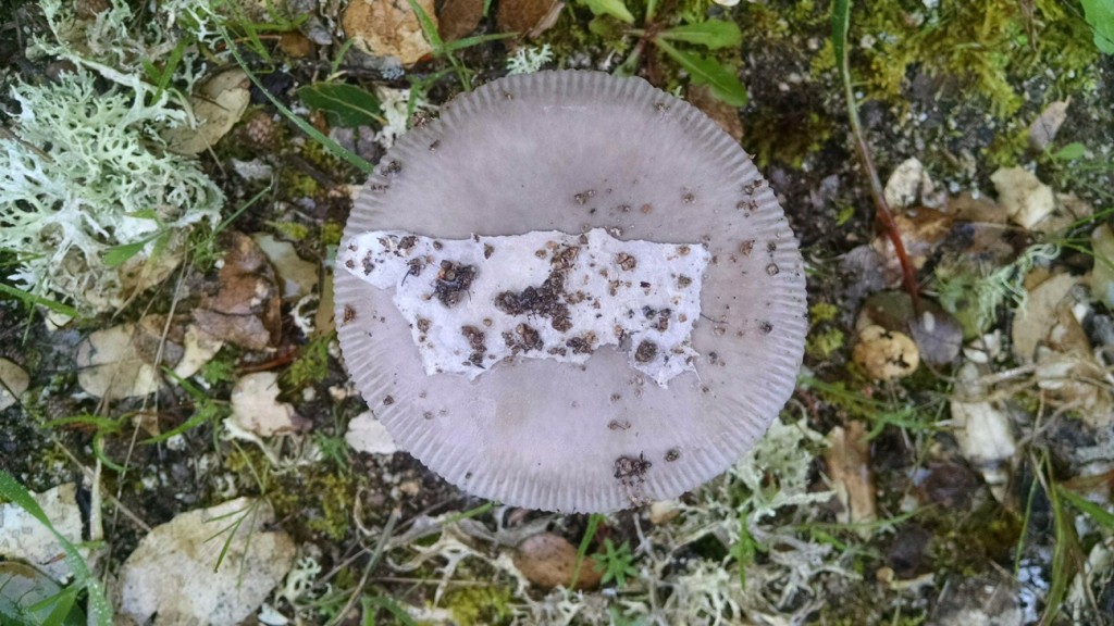 mushroom with cow