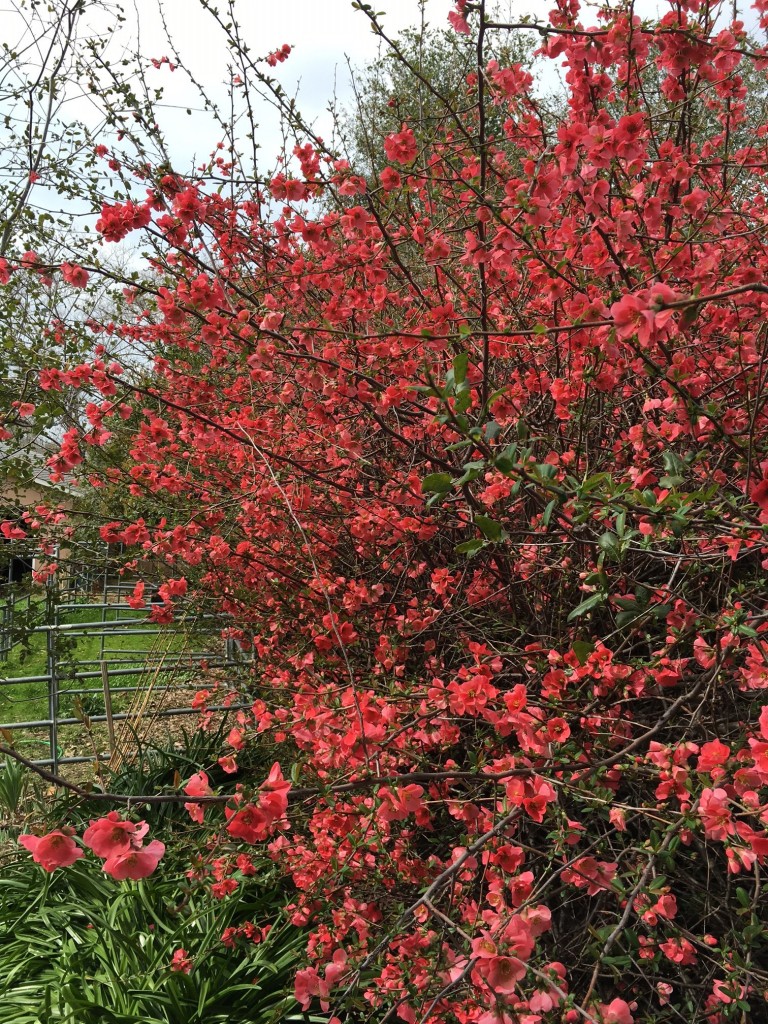 Flowering Quince