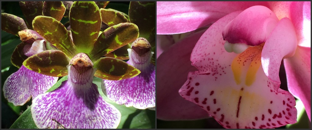 Orchids from Balboa Park San Diego